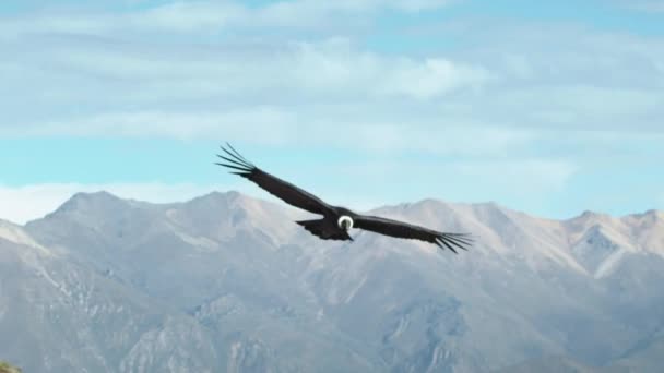 Condor Andes Vultur Gryphus Vola Nel Canyon Del Colca Arequipa — Video Stock