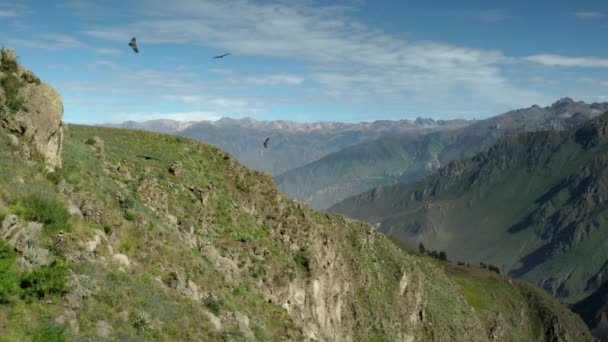 Condor Andes Vultur Gryphus Vola Nel Canyon Del Colca Arequipa — Video Stock