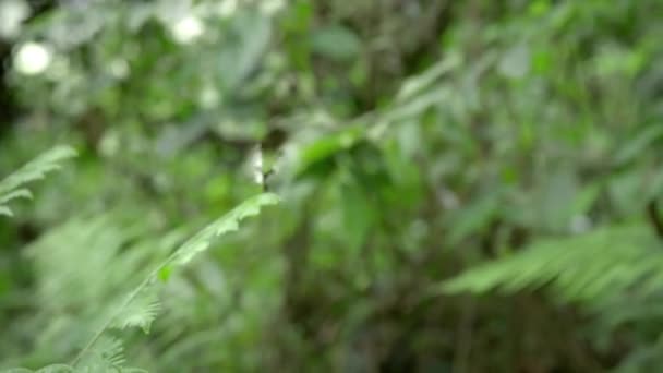 Черно Белая Бабочка Листе Крупный План Сидящей Бабочки Зеленом Растении — стоковое видео