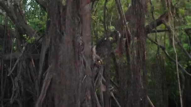 View Amazon Rainforest Lush Trees South America Loreto Peru — Wideo stockowe