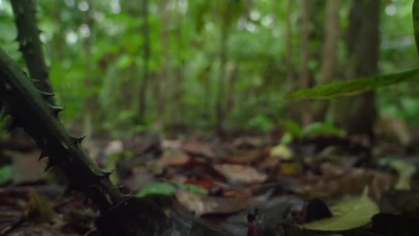 Lihat Dalam Hutan Hujan Amazon Dengan Pohon Lebat Amerika Selatan — Stok Video