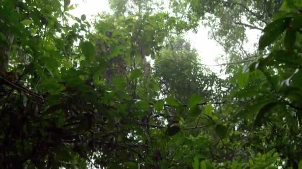 View Amazon Rainforest Lush Trees South America Loreto Peru — Stok video