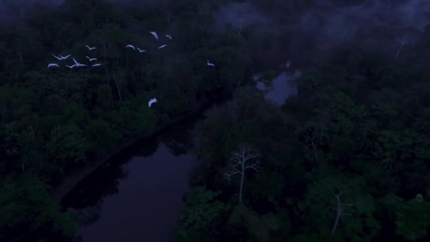 Aerial View Huge Amazon Rainforest South America Loreto Peru — Stockvideo