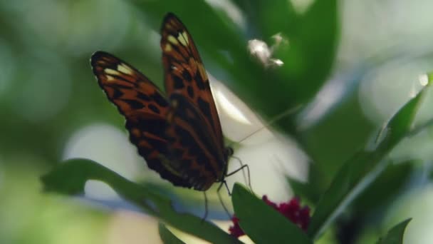 Heliconius Ismenius Schmetterling Natürlichem Lebensraum Auf Dem Laub Amazonas Regenwald — Stockvideo