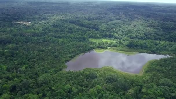 Aerial View Huge Amazon Rainforest South America Loreto Peru — стоковое видео