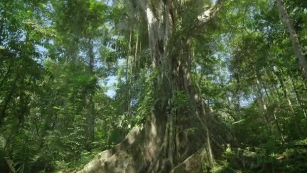 Θέα Μέσα Στο Τροπικό Δάσος Του Αμαζονίου Πλούσια Δέντρα Στη — Αρχείο Βίντεο