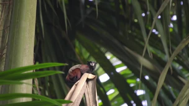Tamarind Monkey Nature Habitat Amazon Rainforest Puerto Maldonado Peru — Wideo stockowe