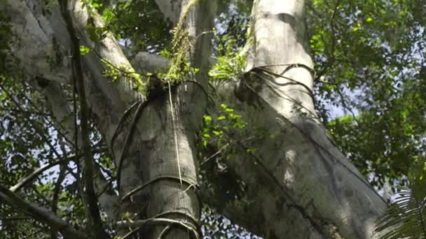 Vista Para Dentro Floresta Amazônica Com Árvores Exuberantes América Sul — Vídeo de Stock