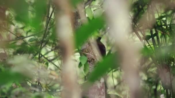 Tamarind Scimmia Nell Habitat Naturale Foresta Pluviale Amazzonica Puerto Maldonado — Video Stock