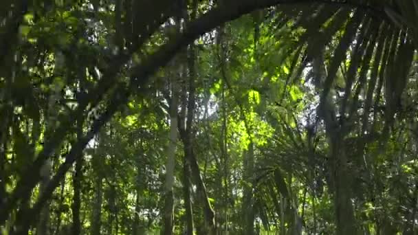 Vista Dentro Selva Amazónica Con Exuberantes Árboles América Del Sur — Vídeo de stock
