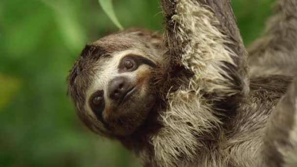 Dekat Dari Sloth Berjari Tiga Bradypus Variegatus Pada Pohon Hutan — Stok Video