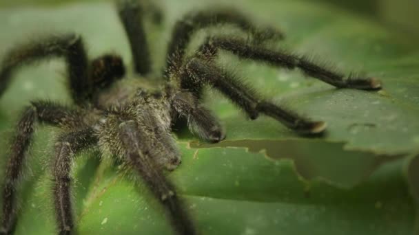 Pająk Tarantula Spoczywa Liściu Amazońskim Lesie Deszczowym Loreto Peru — Wideo stockowe