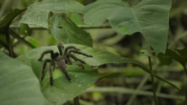 Tarantula Spider Rest Leaf Amazon Rainforest Loreto Peru — Stok video