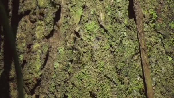 Mrówki Spacerujące Drzewie Wewnątrz Parku Narodowego Manu Różne Aspekty Jego — Wideo stockowe