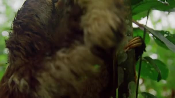 Close Three Toed Sloth Bradypus Variegatus Tree Amazon Rainforest Loreto — стоковое видео