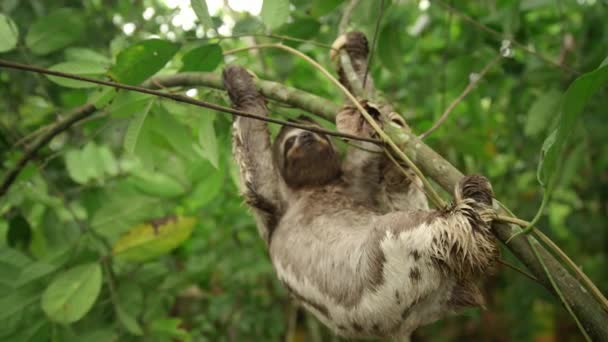 Close Three Toed Sloth Bradypus Variegatus Tree Amazon Rainforest Loreto — Vídeos de Stock