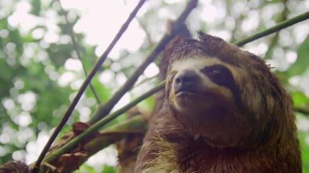 Close Three Toed Sloth Bradypus Variegatus Tree Amazon Rainforest Loreto — Vídeos de Stock