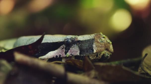 Boa Constrictor Imperator Non Venomous Snake Rainforest Habitat Amazon Rainforest — Stok video
