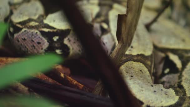 Boa Constrictor Imperator Non Venomous Snake Rainforest Habitat Amazon Rainforest — стоковое видео