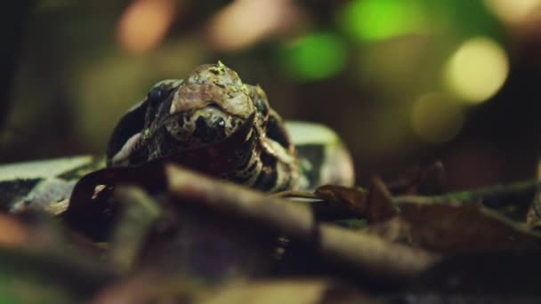 Boa Constrictor Imperator Non Venomous Snake Rainforest Habitat Amazon Rainforest — Stock Video