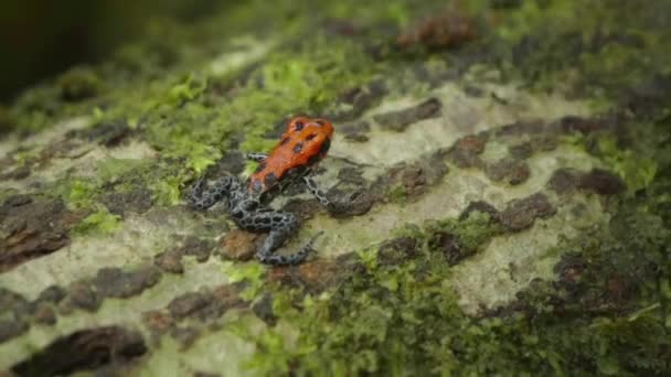 Morfo Vermelho Ranitomeya Amazonica Arena Blanca Habitat Natural Floresta Amazônica — Vídeo de Stock