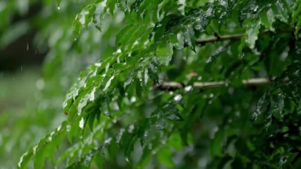 Close Fresh Cold Wet Slippery Tropical Green Plant Tree Leaf — 비디오