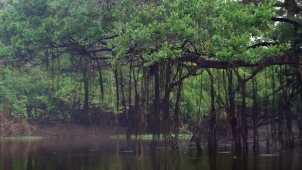 View Boat River Lush Tropical Rainforest Long Winding Jungle River — Vídeo de Stock