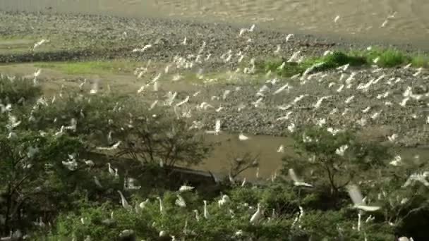 Flock Birds Flying Nature Amazon Rainforest Loreto Peru — Stok video