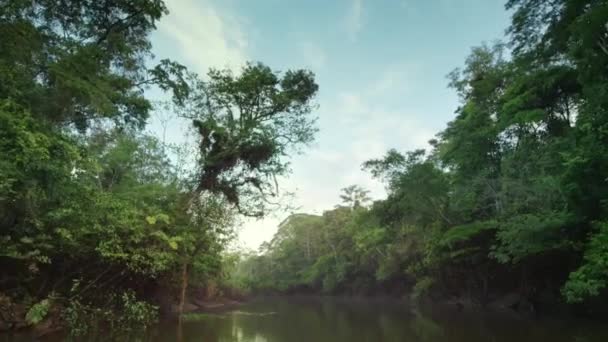Vista Barco Través Río Con Exuberante Selva Tropical Largo Río — Vídeo de stock