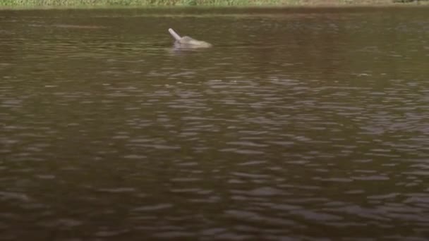Pink Dolphins Swims Amazon River Pacaya Samiria National Reserve Loreto — Stok video