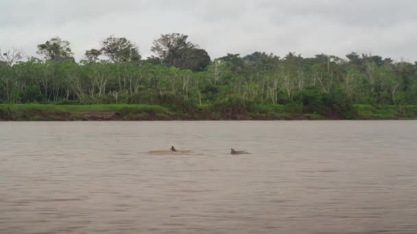 Pink Dolphins Swims Amazon River Pacaya Samiria National Reserve Loreto — стоковое видео