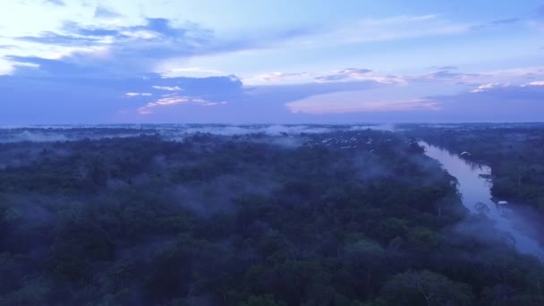 Una Bandada Aves Volando Naturaleza Selva Amazónica Loreto Perú — Vídeos de Stock