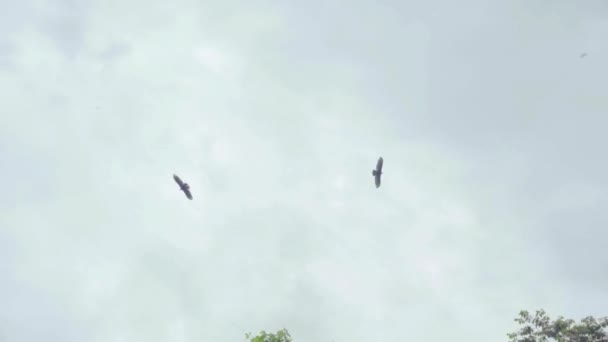 Flock Birds Flying Nature Amazon Rainforest Loreto Peru — Stok video