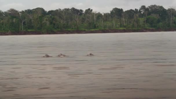 Pink Dolphins Swims Amazon River Pacaya Samiria National Reserve Loreto — Stok video