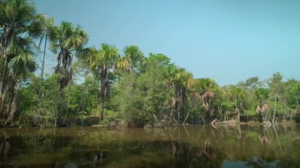 View Amazon Rainforest Lush Trees South America Loreto Peru — Stok video