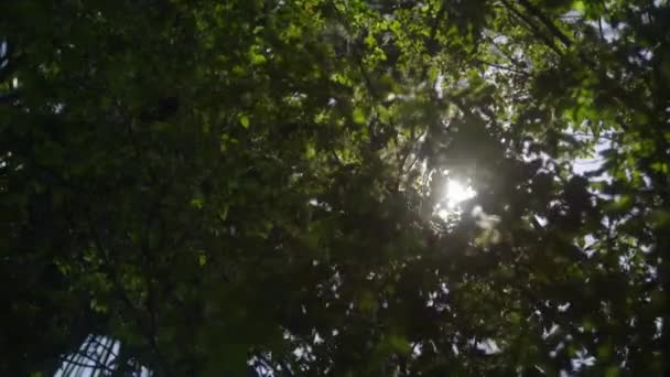 Yeşil Yapraklı Canlı Doku Kırılan Güneş Işınları Güneş Işınları Ağaçların — Stok video