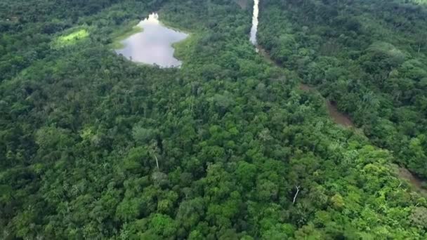 Aerial View Huge Amazon Rainforest South America Loreto Peru — Vídeo de Stock