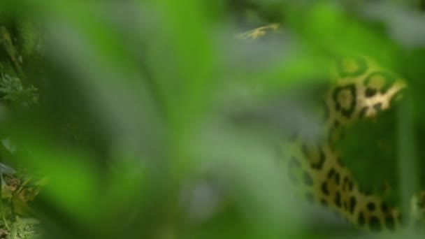 Close Jaguar Panthera Onca Natural Habitat Amazon Rainforest Loreto Peru — Vídeos de Stock