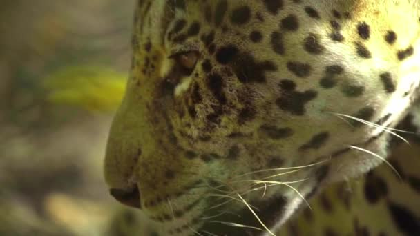 Close Jaguar Panthera Onca Natural Habitat Amazon Rainforest Loreto Peru — Stock Video