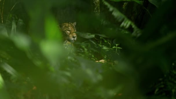 Close Van Een Jaguar Panthera Onca Natuurlijke Habitat Amazoneregenwoud Loreto — Stockvideo
