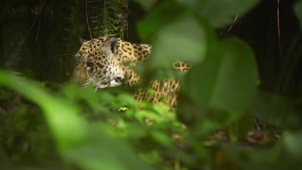 Close Jaguar Panthera Onca Natural Habitat Amazon Rainforest Loreto Peru — Stockvideo