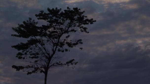 Time Lapse Storm Clouds Wind Silhouette Tree — Video