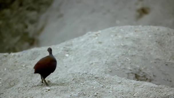 Biskajská Slepice Nejbizarnější Pták Světě Využívá Geotermální Vlastnosti Sopečné Půdy — Stock video