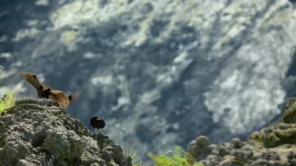 Die Bismarckhenne Ist Der Bizarrste Vogel Der Welt Nutzt Die — Stockvideo