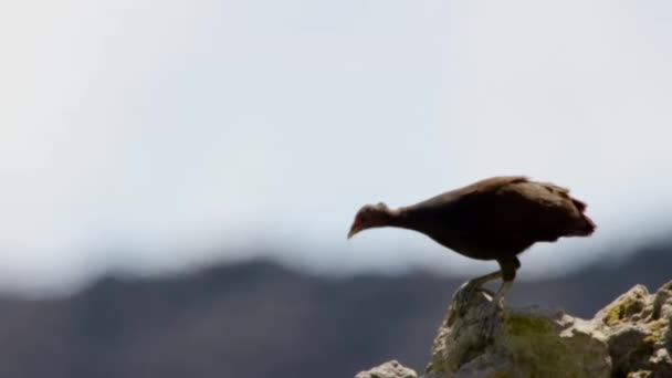 Bismarck Hen Most Bizarre Bird World Uses Geothermal Properties Volcanic — Stock Video