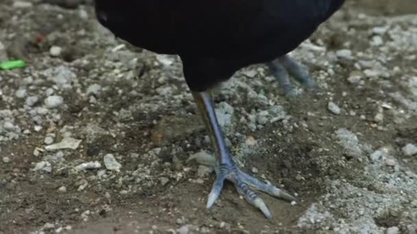 Bismarck Hen Most Bizarre Bird World Uses Geothermal Properties Volcanic — Stock video