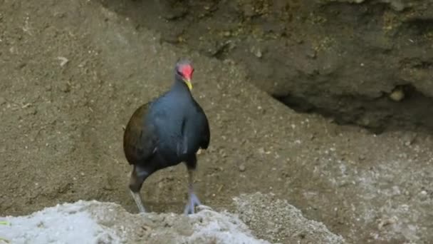 ビスマルク鶏は 世界で最も奇妙な鳥です これは 繁殖のための火山性土壌の地熱特性を使用して パプアニューギニア — ストック動画