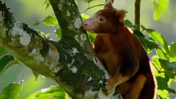 Primer Plano Goodfellow Tree Kangaroo Trepando Sobre Dosel Selva Tropical — Vídeo de stock