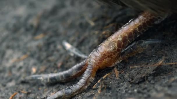 Sluiten Van Het Kuiken Het Uitkomen Uit Onder Vulkanische Grond — Stockvideo