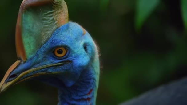 Close Northern Cassowary Walking Its Forest Papua New Guinea — Video Stock